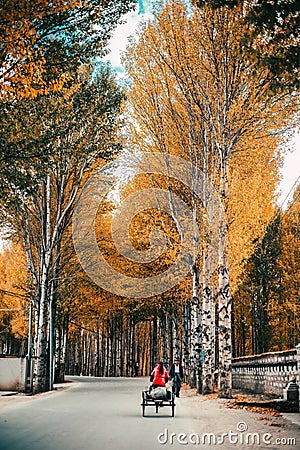 High trees on both sides of the road in a mountainous village Editorial Stock Photo