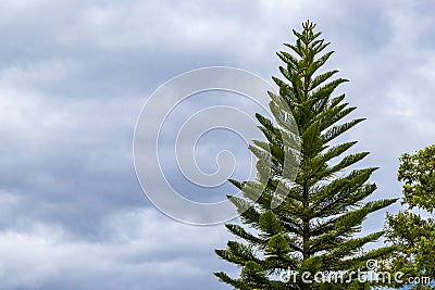 High trees firs nature plants mountains and forests Costa Rica Stock Photo