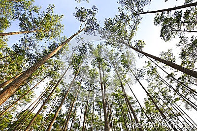 High trees in the forest Stock Photo