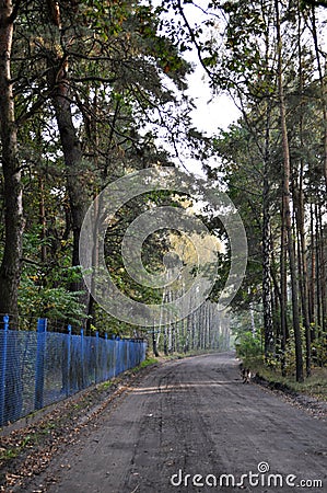 High trees forest green in the park blue fence and road path Stock Photo
