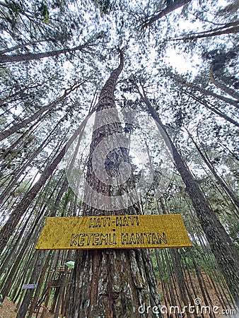 High trees at the lush forrest Editorial Stock Photo