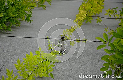 High up metal trellises made of interconnected stainless steel cables attached to the wall of the house grow and wrap the vine. c Stock Photo