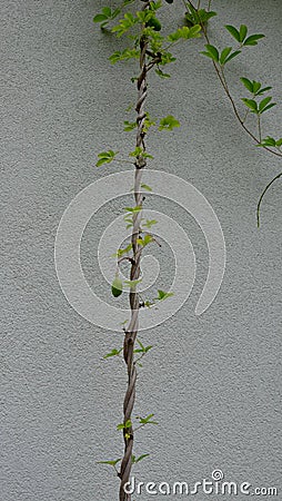 High up metal trellises made of interconnected stainless steel cables attached to the wall of the house grow and wrap the vine. c Stock Photo