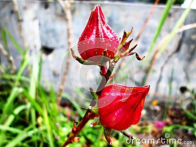 High Value Edible Flower - Roselle Stock Photo