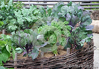 High vegetable garden beds Stock Photo