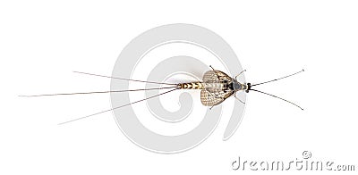 High view of green drake mayfly, Ephemera danica Stock Photo