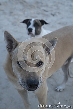 Dogs on the sandy beach Stock Photo