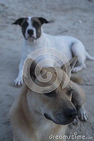 Dogs on the sandy beach Stock Photo