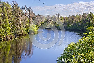 River at Lettuce Lake Park in Tampa Stock Photo