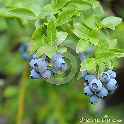 Highbush blueberry Stock Photo