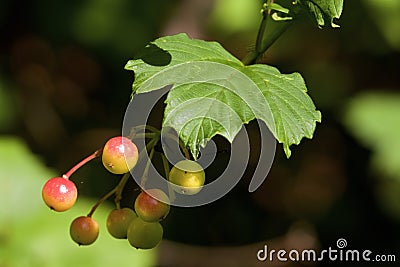 Highbush Cranberry 815403 Stock Photo