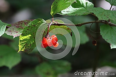 Highbush Cranberry - Viburnum edule Stock Photo