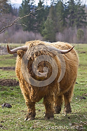 Highland Bull Stock Photo