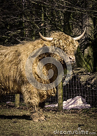 Highland bull Stock Photo