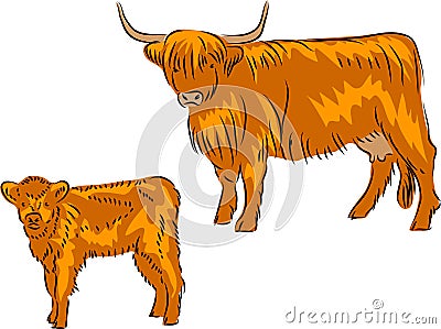 Highland cattle Vector Illustration