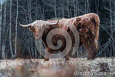 Highland Cattle grazing onForest Meadow Stock Photo