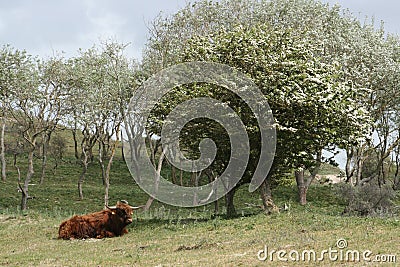 Highland cattle lingering in Dutch dunes Stock Photo