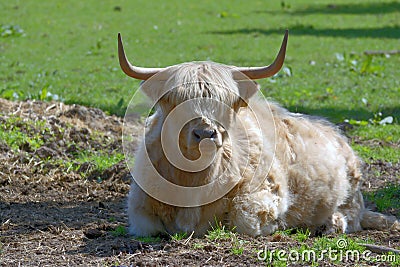 Highland Cattle resp.Kyloe,Rhineland,Germany Stock Photo