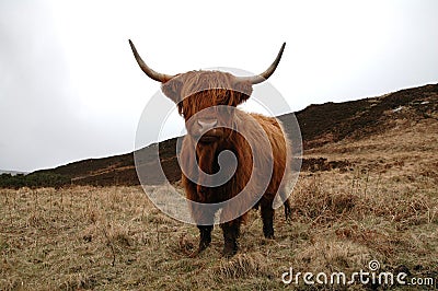 Highland Cow Stock Photo