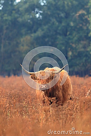 Hairy highland cow lifestock veluwe