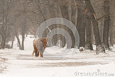 Highland cow Cattle Bos taurus taurus covered with snow and ice. Deelerwoud in the Netherlands. Scottish highlanders Stock Photo