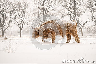 Highland cow Cattle Bos taurus taurus covered with snow and ice. Deelerwoud in the Netherlands. Scottish highlanders Stock Photo