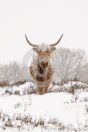 Highland cow Cattle Bos taurus taurus covered with snow and ice. Deelerwoud in the Netherlands. Scottish highlanders Stock Photo