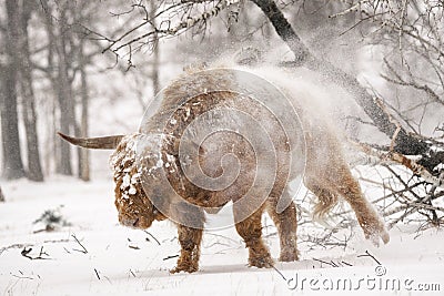 Highland cow Cattle Bos taurus taurus covered with snow and ice. Deelerwoud in the Netherlands. Scottish highlanders Stock Photo