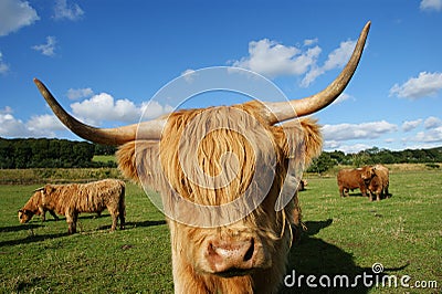 Highland cow face in farm in scottland Stock Photo