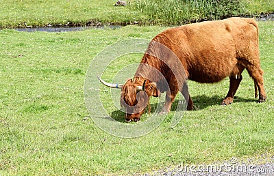 Highland cow grazing Stock Photo