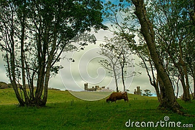 Highland cow grazing in a field with castle backdrop Stock Photo