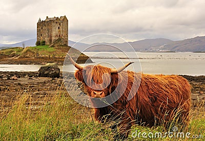 Highland cow, on loch Linnhe, Scotland Stock Photo