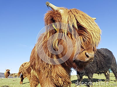 Highland cow looks into camera Stock Photo