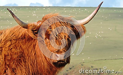 Scottish Highland cow on moorland in sunshine Stock Photo