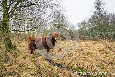 Highland cow in a nature reserve looks at the photographer Stock Photo