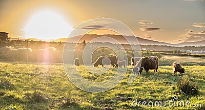 Highland cow with a scottish loch in the background Stock Photo