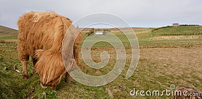 Highland cow in a scottland country Stock Photo