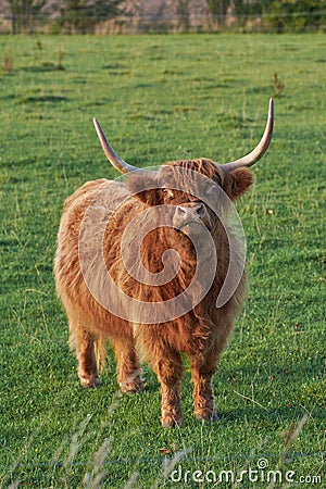 Highland cow startled while eating in the daytime. Longhorn cattle looks up while grazing in a large open meadow. Brown Stock Photo