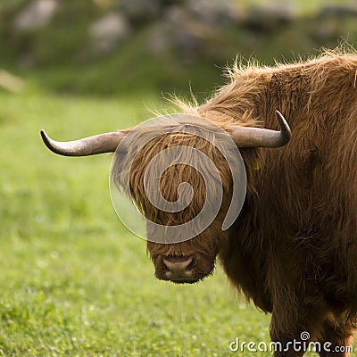 Highland cows Stock Photo