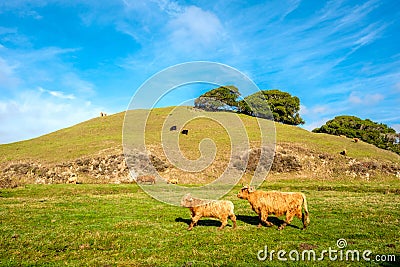 Highland cows on a field, California Stock Photo