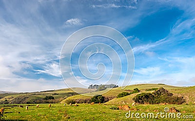 Highland cows on a field, California Stock Photo