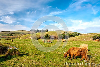 Highland cows on a field, California Stock Photo