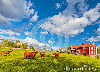 Highland cows and old farm houses in Smaland, Sweden Stock Photo