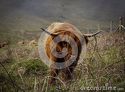Highland cows on the South West Coast Path at Salcombe Devon Stock Photo