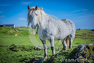 Highland horse at Scotland, Shetland Islands Stock Photo
