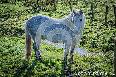 Highland horse at Scotland, Shetland Islands, United Kingdom Stock Photo