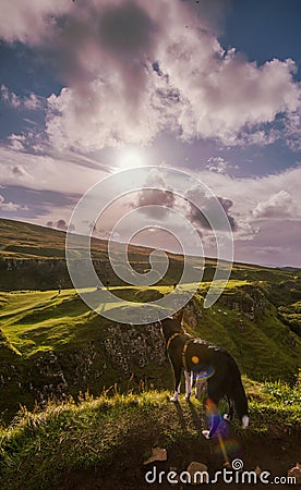 Highland mountain overlook with a lonely dog on top, Skye,Scotland Stock Photo