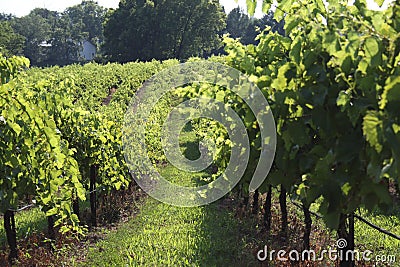 Augusta Missouri Wine Country 2019 II Editorial Stock Photo