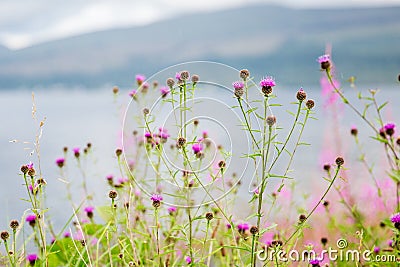 Highland Thistles Stock Photo