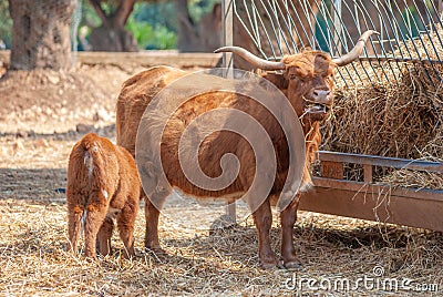 Highlander cow feeding her puppy while eating hay Stock Photo